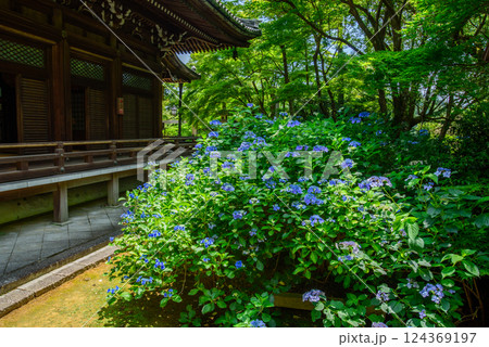 紫陽花に囲まれた楊谷寺の奥の院 紫陽花に囲まれた楊谷寺の奥の院 124369197