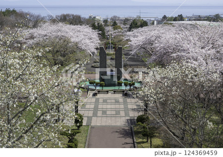 海岸線を望む桜並木 124369459