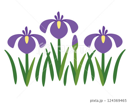 菖蒲のイラスト 124369465