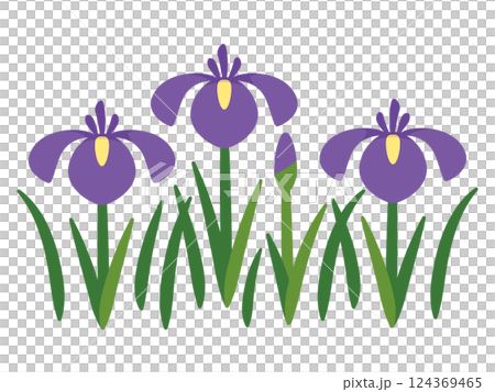 菖蒲のイラスト 124369465