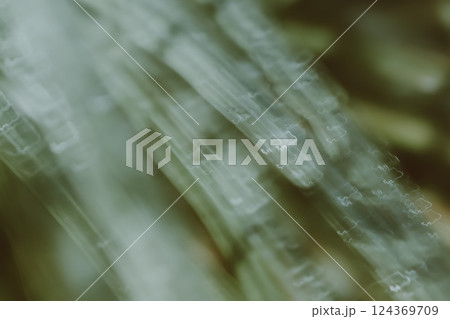 blur  of green leaves   nature background 124369709