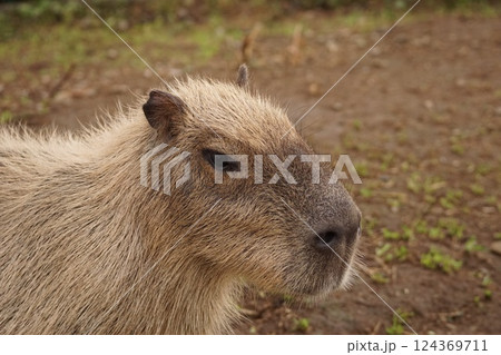 カピバラ 124369711