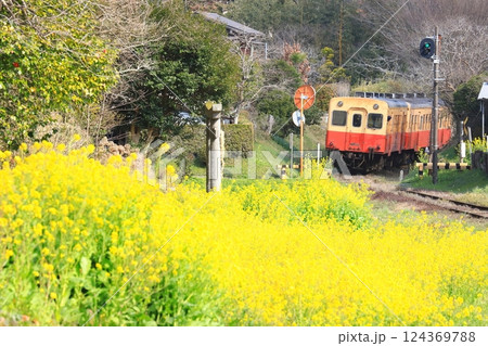 小湊鐵道「菜の花満開の昔懐かしい里山風景を走る列車」 124369788