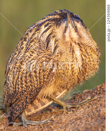 eurasian bittern or great bittern or botaurus stellaris close up or portrait natural green background in winter migration at keoladeo national park forest bharatpur bird sanctuary rajasthan india asia 124369866