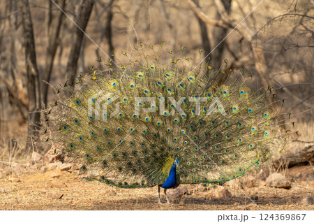 Indian peafowl or Pavo cristatus or male peacock display his wings open dancing with full colorful wingspan to attracts female partners for mating at ranthambore national park forest rajasthan india Indian peafowl or Pavo cristatus or male peacock display his wings open dancing with full colorful wingspan to attracts female partners for mating at ranthambore national park forest rajasthan india 124369867