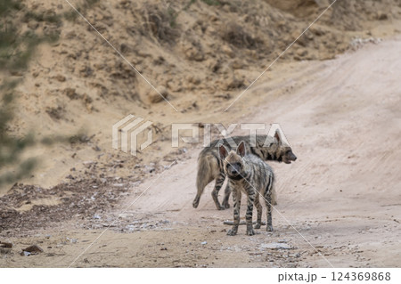 Striped hyena or hyaena hyaena pair or family portrait on forest track with a road block during outdoor jungle safari at ranthambore national park tiger reserve rajasthan india Striped hyena or hyaena hyaena pair or family portrait on forest track with a road block during outdoor jungle safari at ranthambore national park tiger reserve rajasthan india 124369868