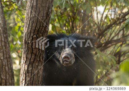 Sloth bear  Melursus ursinus or Indian bear eye contact closeup wild adult male face expression in natural habitat and green background Dangerous black animal Ranthambore National Park Rajasthan India 124369869