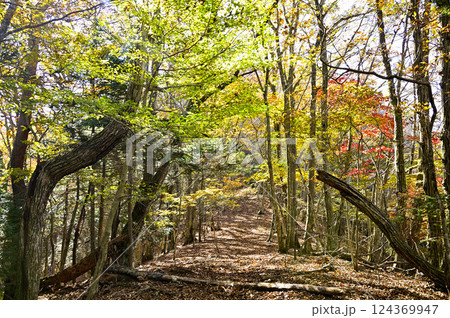 天子山地の中ノ倉山　紅葉の山道 124369947