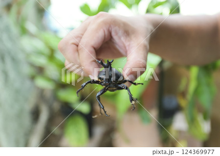 カブトムシ カブトムシ 124369977
