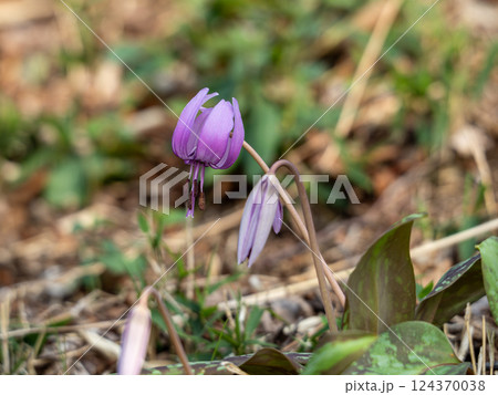 カタクリの紫色の花 カタクリの紫色の花 124370038