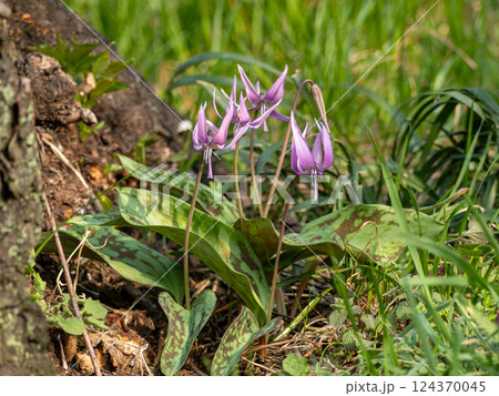 カタクリの紫色の花 124370045
