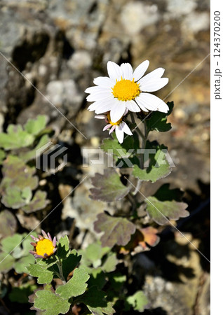 御坂山地の五湖山　リュウノウギク 124370200