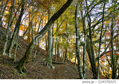 御坂山地の烏帽子岳　紅葉の森の外が朝焼けに染まる 124370225