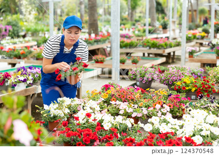 Female garden store employee puts in order showcase with outdoor plants petunia atkinsiana 124370548