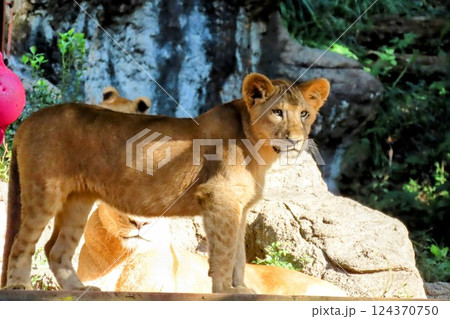 ライオンの子供 124370750