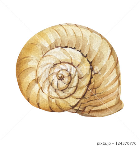 Spiral yellow seashell painted watercolor, marine beach illustration with realistic texture, delicate ocean inspiration 124370770