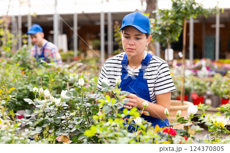 Girl employee of garden center works with white rose bushes Girl employee of garden center works with white rose bushes 124370805