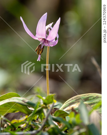 カタクリの紫色の花 124370969