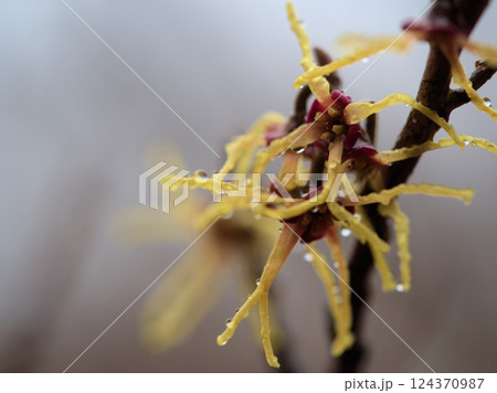 雨の降る3月に咲き始めた小さなマルバマンサクの花 124370987