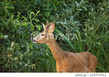 Portrait of a male roe deer against the background of green bushes 124371011