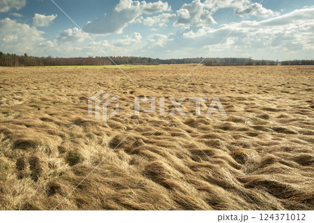 A view of dry grasses in a wild meadow 124371012