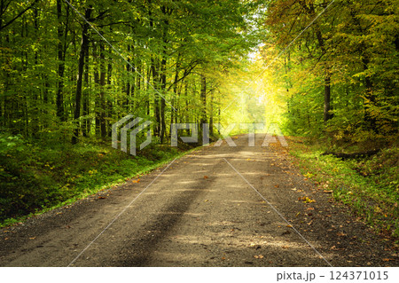 The first days of autumn in the forest with a dirt road The first days of autumn in the forest with a dirt road 124371015