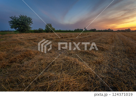 Straw in the field after mowing and the sunset in the sky Straw in the field after mowing and the sunset in the sky 124371019