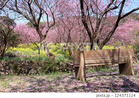 桑田山で雪割り桜を眺める (高知県 須崎市) 桑田山で雪割り桜を眺める (高知県 須崎市) 124371114