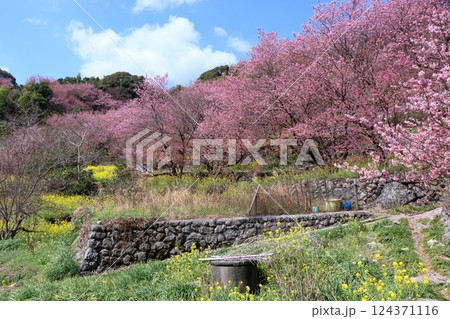 桑田山　春めく　（高知県　須崎市） 124371116