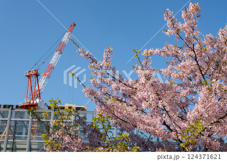 満開の桜と大型クレーンの風景 満開の桜と大型クレーンの風景 124371621