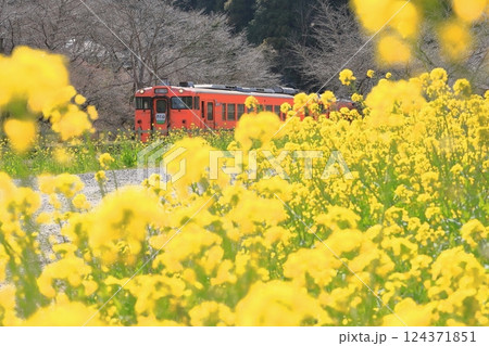 小湊鐵道「月崎駅に停車中の急行さと山号」菜の花に包まれて 小湊鐵道「月崎駅に停車中の急行さと山号」菜の花に包まれて 124371851