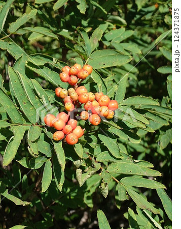 秋の訪れを告げるナナカマド 秋の訪れを告げるナナカマド 124371875