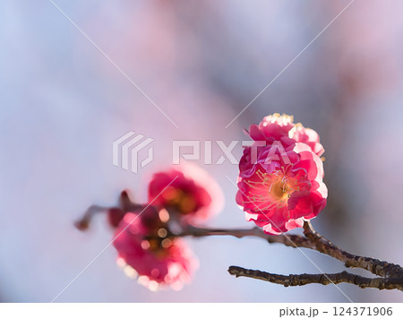 日に透ける赤い梅の花 124371906