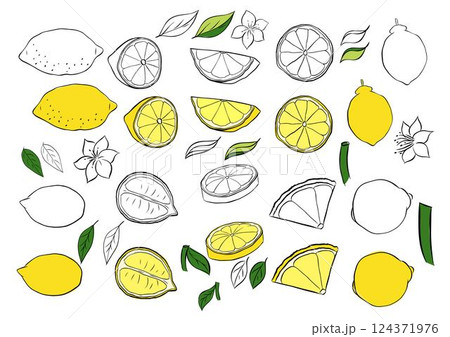 Yellow colored lemons and black and white set. Vector graphic line ink Exotic sour juicy fruit. Citric whole and slices. Isolated fruit set for banners, print for fabric, labels, t-shirt printing. 124371976
