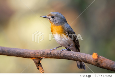 Indochinese Blue Flycatcher on the branch animal portrait. 124372068