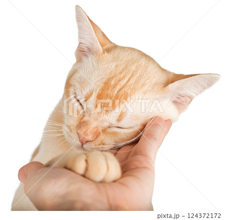 Human hand petting Burmese cat. 124372172