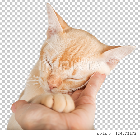 Human hand petting Burmese cat. 124372172