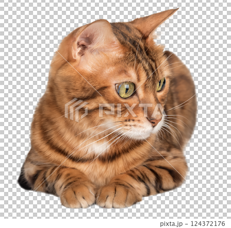Full length adult Bengal cat. Full length adult Bengal cat. 124372176