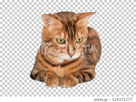 Full length adult Bengal cat. 124372177