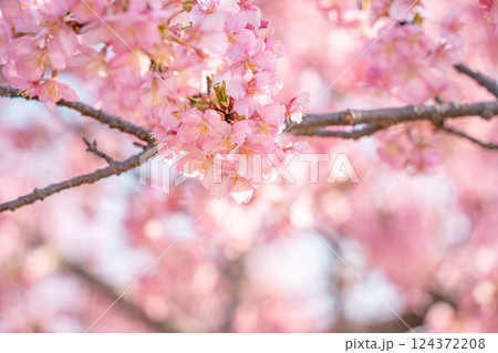 春の訪れを告げる河津桜 春の訪れを告げる河津桜 124372208