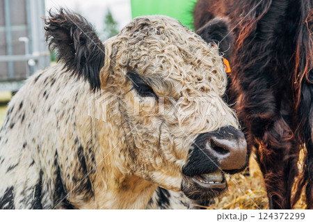 Galloway cattle breed for meat production 124372299