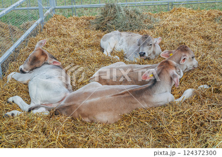 Swiss bull calves resting on hay 124372300