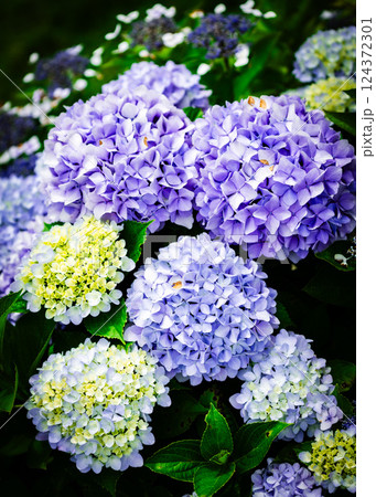 紫陽花 124372301