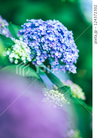 紫陽花 124372302