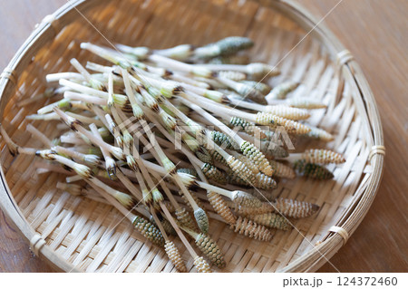 収穫したつくし 124372460