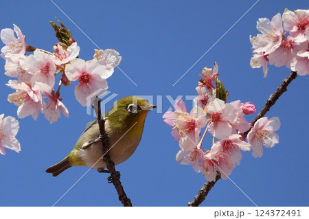 青空の下、河津桜の蜜を吸うメジロ 124372491
