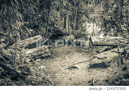 Hiking trail in natural tropical jungle forest Ilha Grande Brazil. Hiking trail in natural tropical jungle forest Ilha Grande Brazil. 124372593