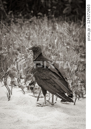 Tropical Black Vulture on Mangrove Pouso Beach Ilha Grande Brazil. Tropical Black Vulture on Mangrove Pouso Beach Ilha Grande Brazil. 124372603