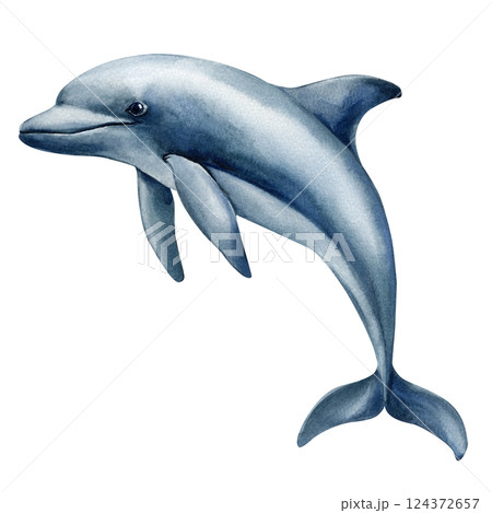 Watercolor smiling blue dolphin swimming isolated on white background. Design decor, poster, clipart hand painted ocean 124372657