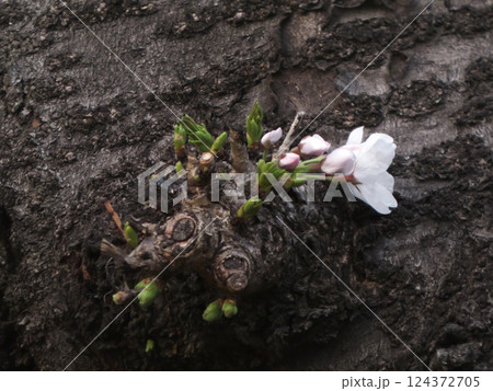 咲き始めの桜、20250326、東京都大田区山王 124372705